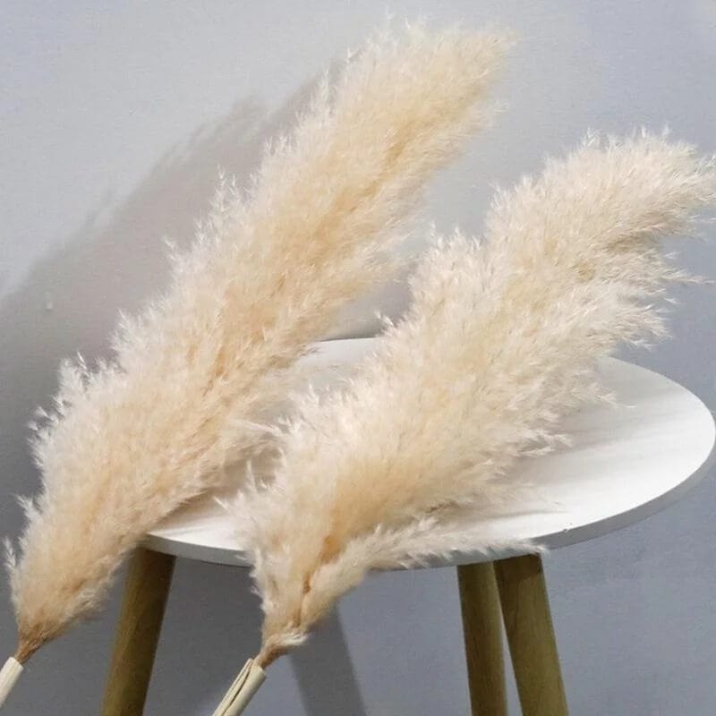 Grandes Herbes de la Pampa Crèmes Touffues - 115 cm Maison Gaya Herbes de la pampa